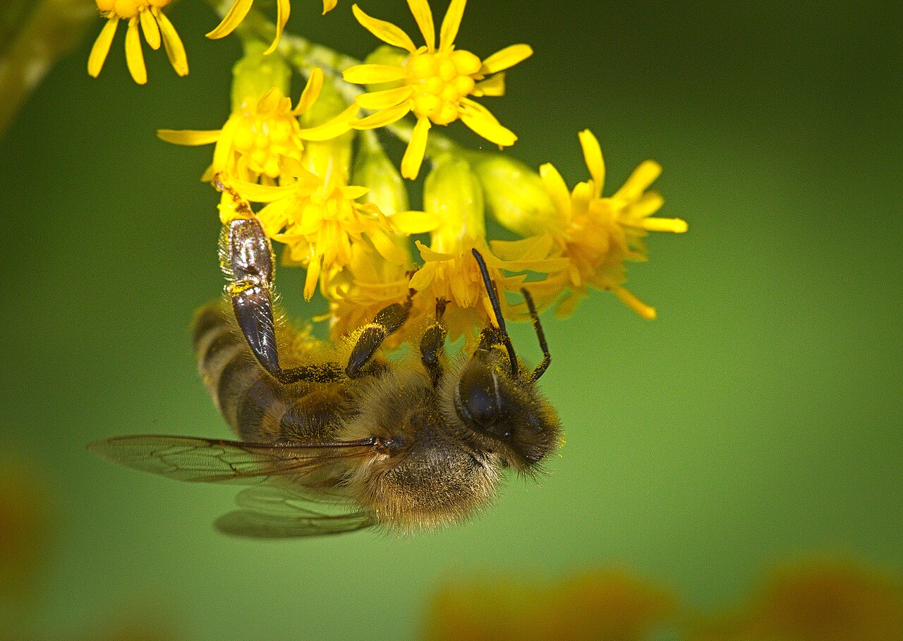 A honey bee on goldenrod.