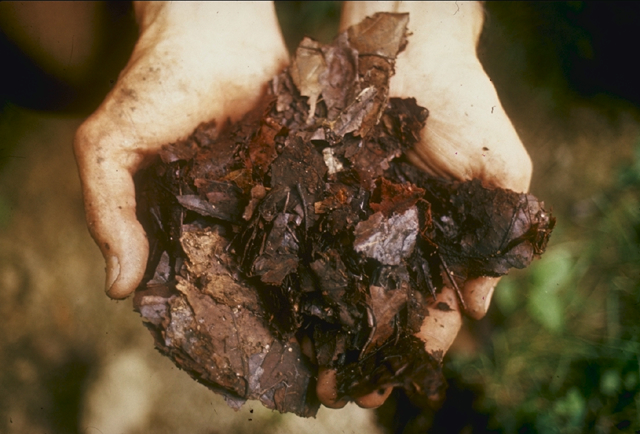 Hands holding dark compost.