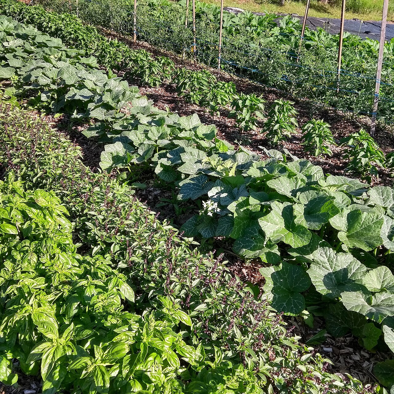 Rows of vegetables in a garden.