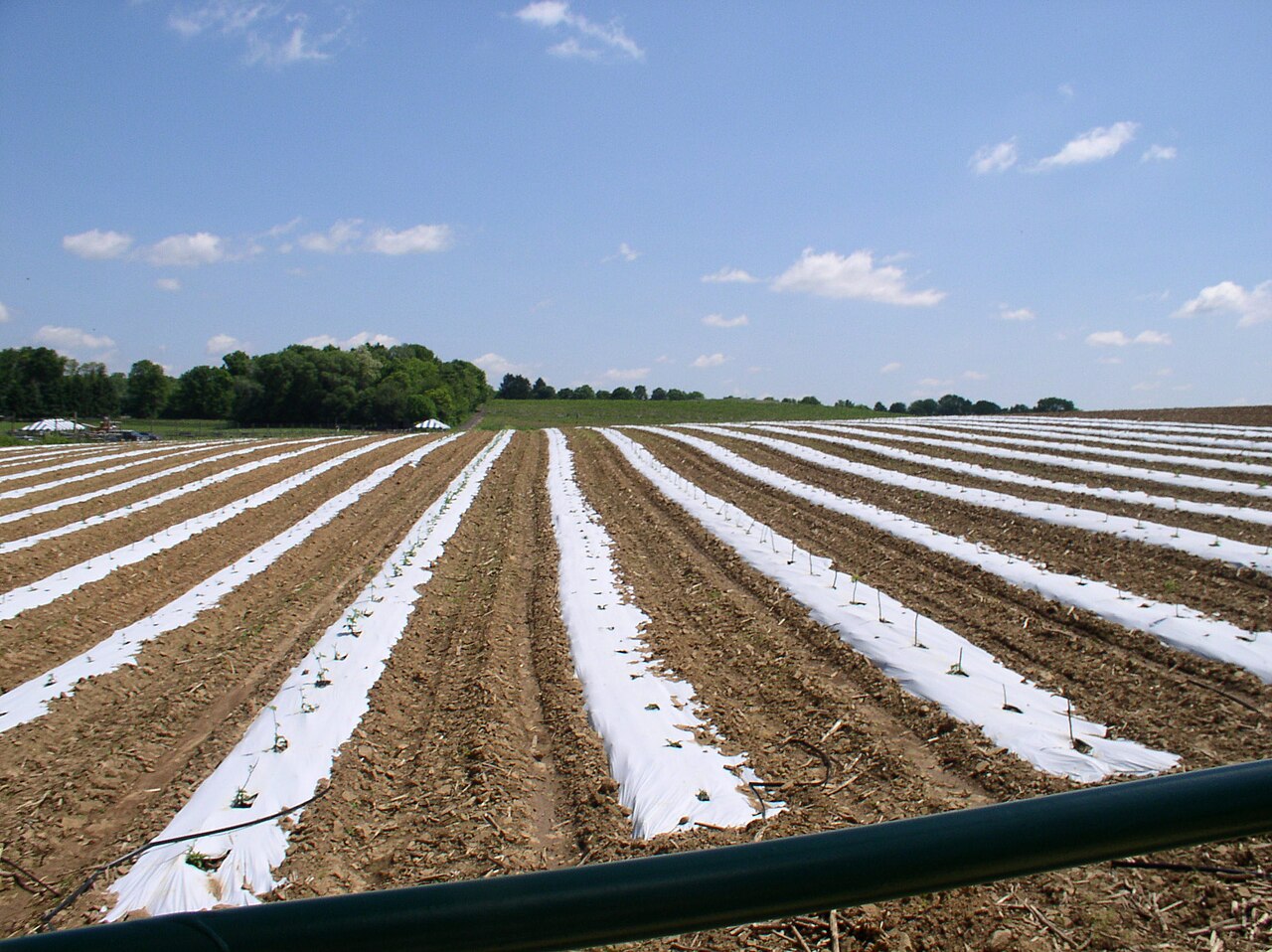 Plastic mulch laid on a crop bed.