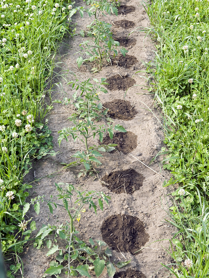 Tomato row with localized wet patches along buried drip tape and clover in the aisle.