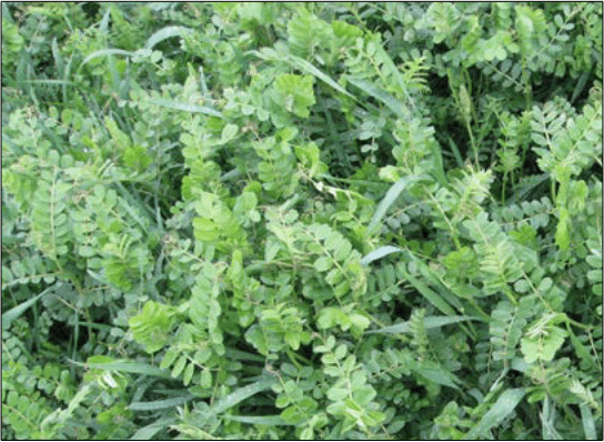 Close view of cereal rye blades and vetch leaves in a cover crop stand.