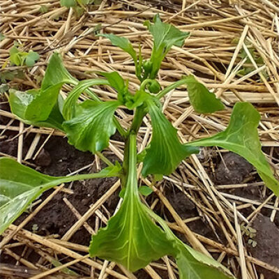 Pepper plant with wilted foliage in a garden.